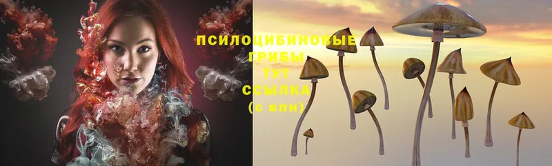 наркотики  Весьегонск  Псилоцибиновые грибы MAGIC MUSHROOMS 